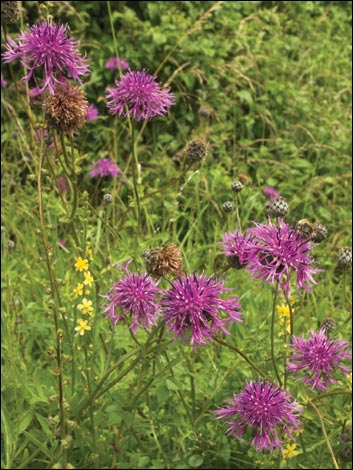Charles Flower's book 'Where Have all the Flowers Gone?' 4