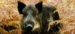 Wild Boar