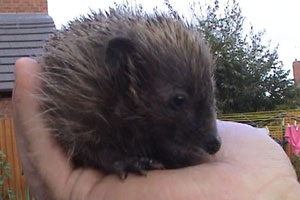 Stuart saves hedgehogs, find out more about his prickly pals...