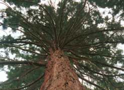 A tree with spreading branches seen from below.