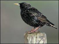 Starling