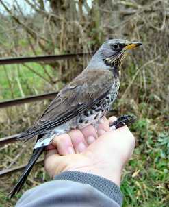 A close-up of a Fieldfare. © Dr Rachel Taylor.