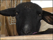 A sheep at the 2008 Suffolk Show