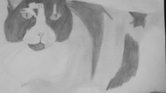 Cat Cat