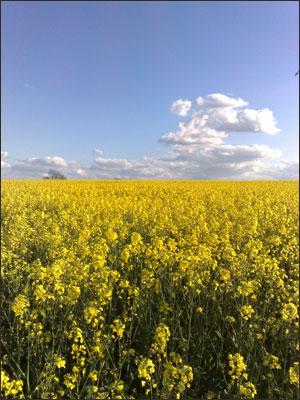 Field at Sherburn in Elmet